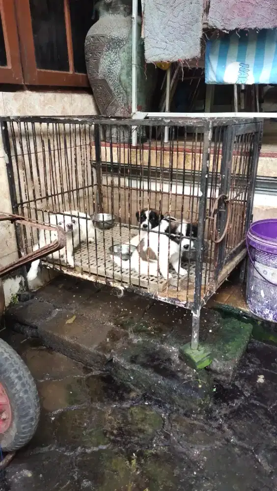 Puppy Chihuahua Long Hair Mix