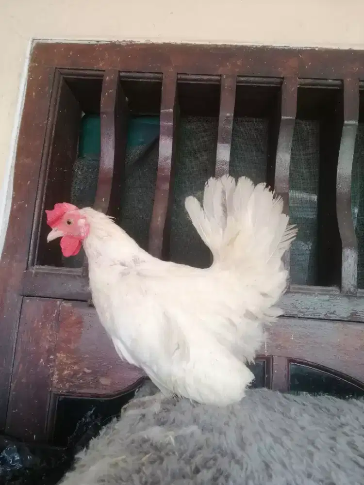 Ayam kate indukan betina putih polos