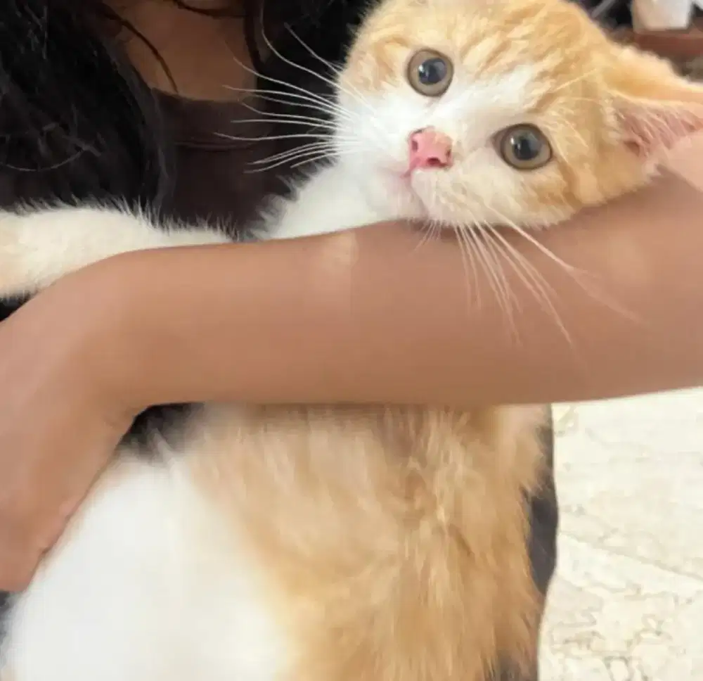 Kucing kitten Persia mix dom