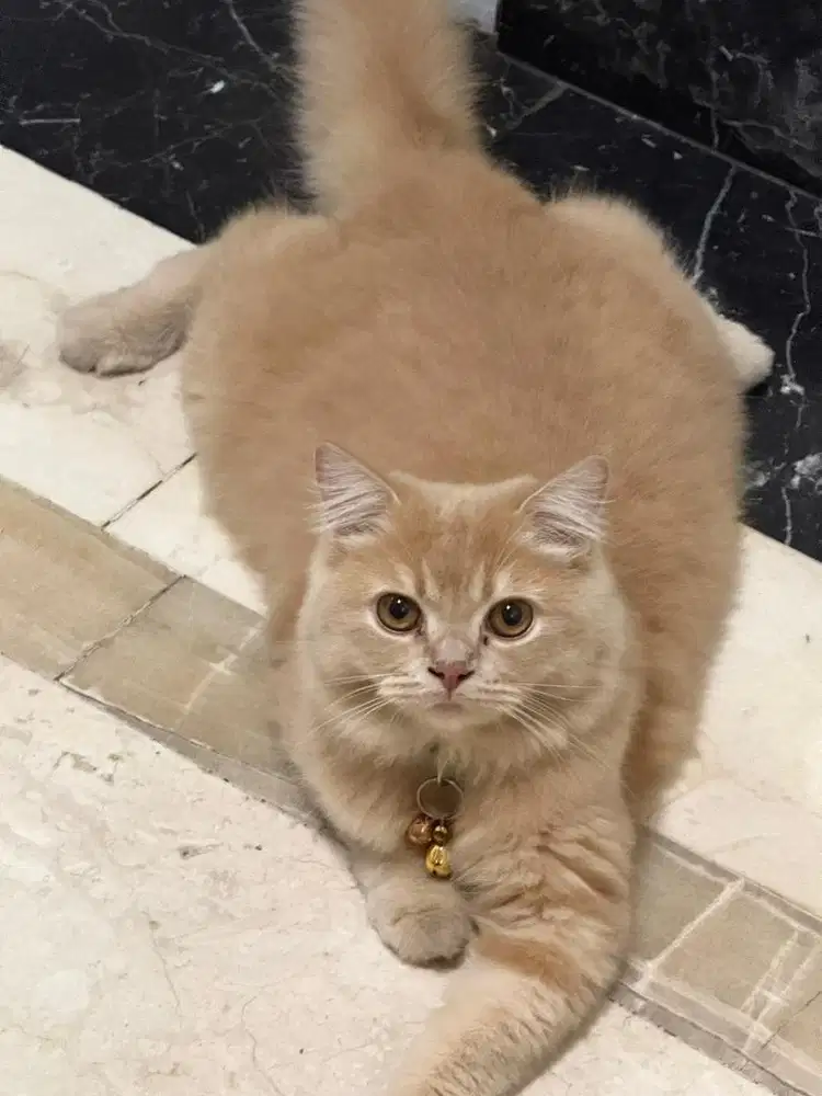 Persia Jantan Orange 8 Bulan