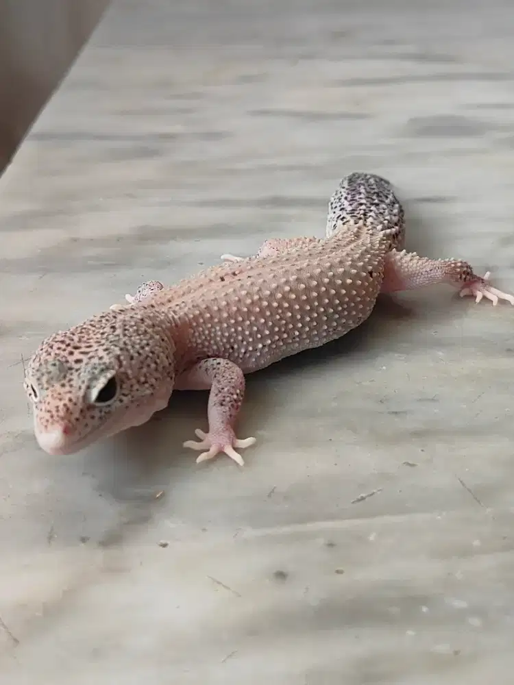 Leophard Gecko ,,,