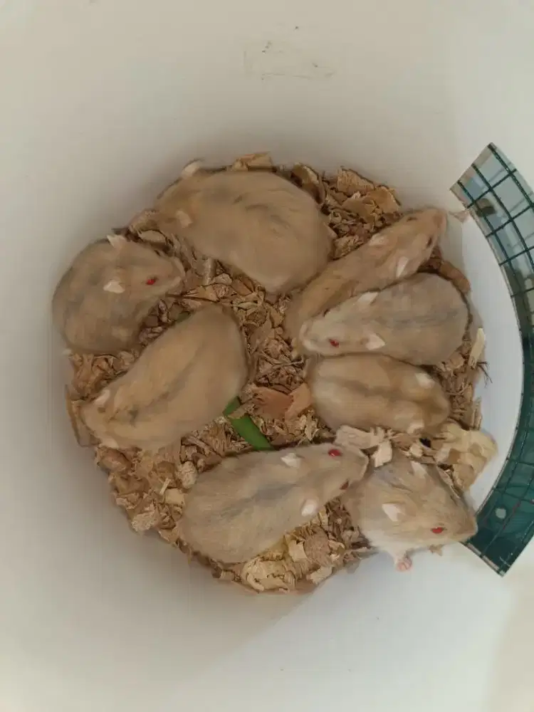 Hamster whinter white