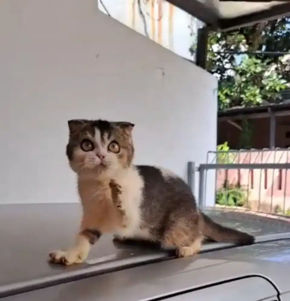 Kucing Scottish fold brown tabby