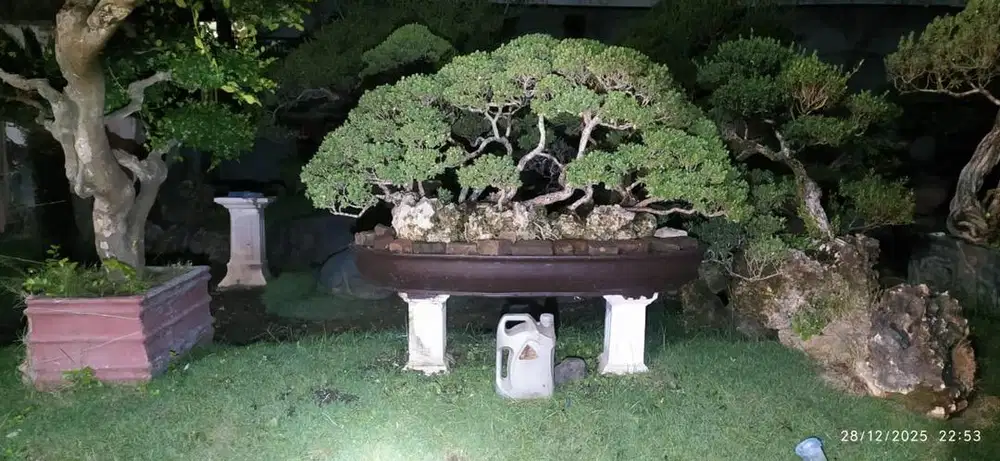 Jual cepat bonsai santigi