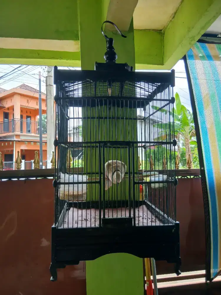 Burung Puter Gacor Jinak plus kandang, Bojonggede Bogor