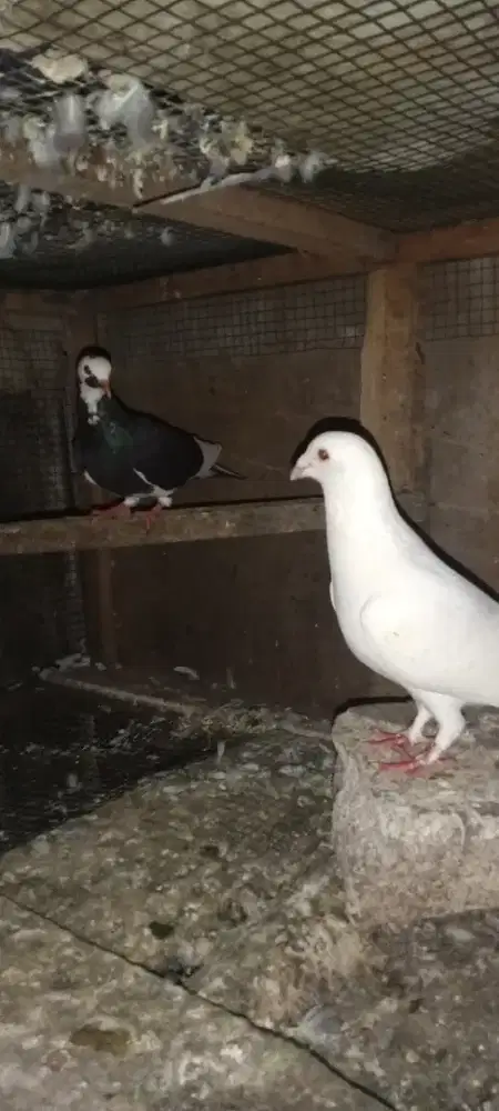 Merpati pos putih sepasang