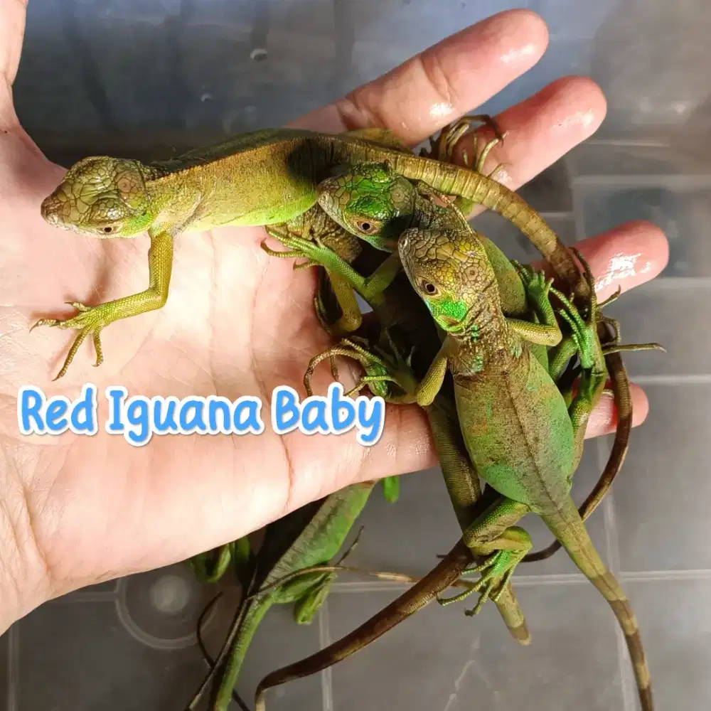 Red Iguana Baby