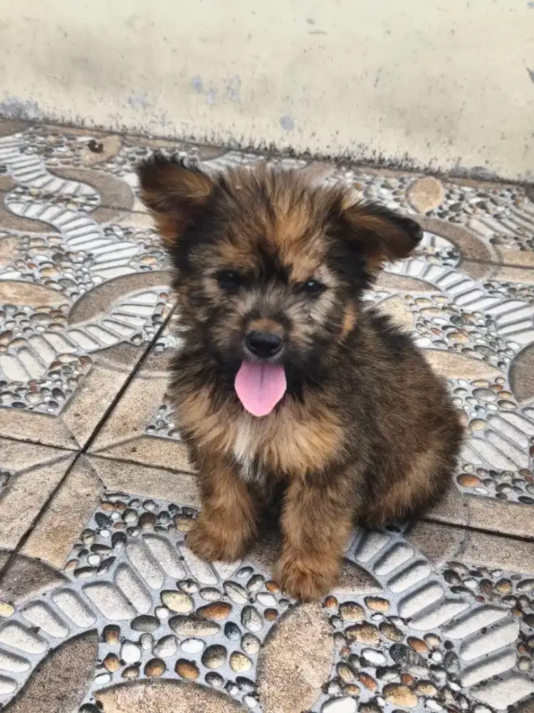 Jual anak anjing kampung peliharaan sendiri