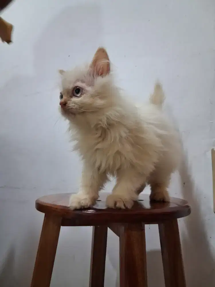 LA Paket Hemat,Flatnose,Persia Himalaya,Betina all,Bandung