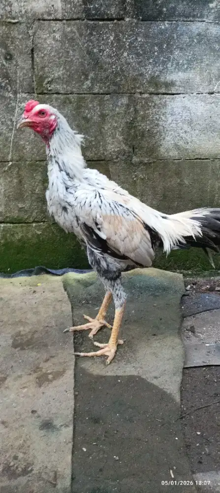 Ayam bangkok pama