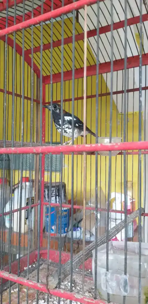 Burung Anis Kembang Betina