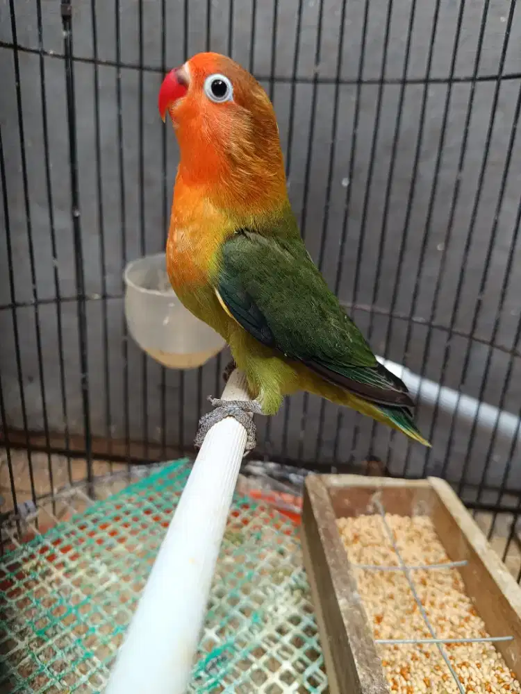 Josan Paud bodi gede