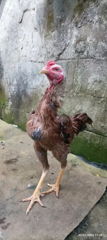 Ayam bangkok pama