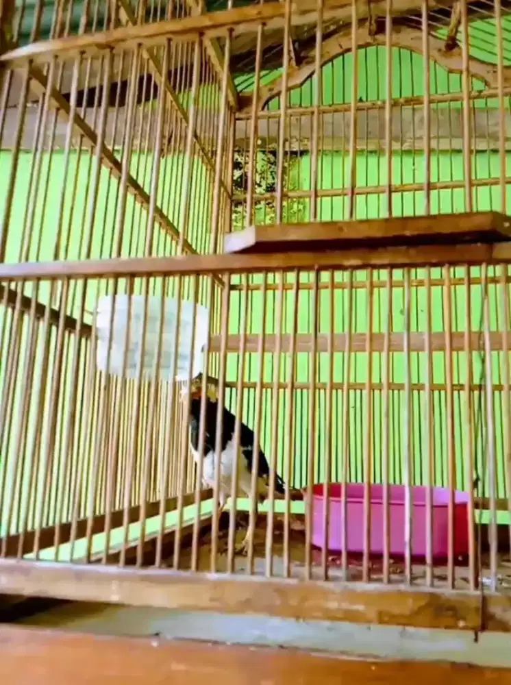 Jalak suren Malaysia