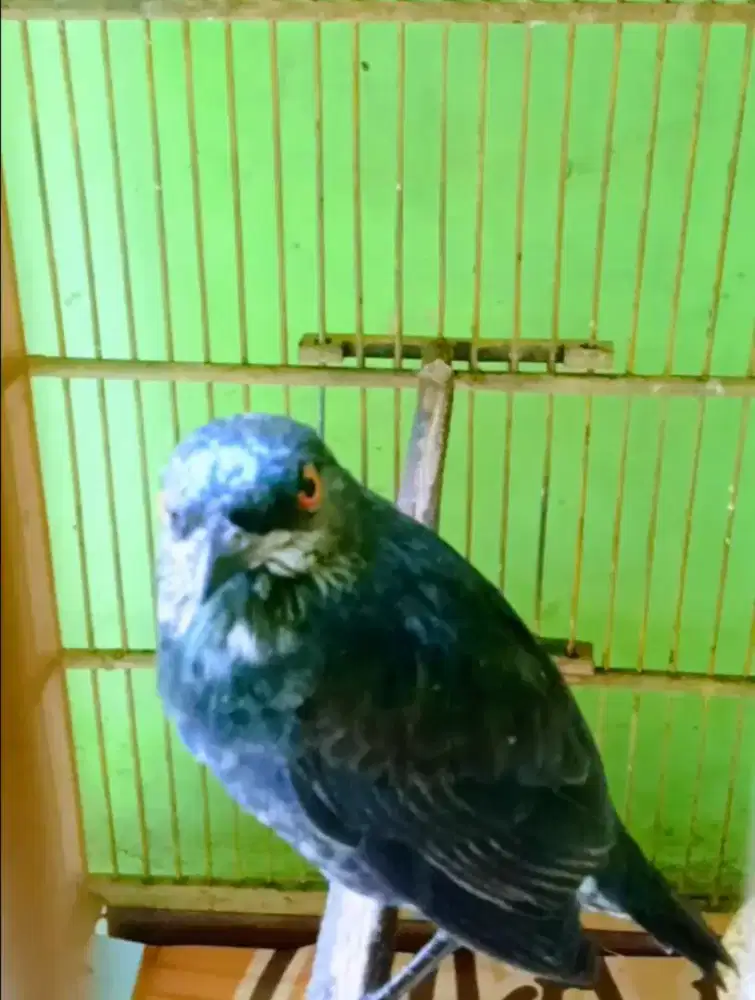 Cucak Keling jinak total isian banyak