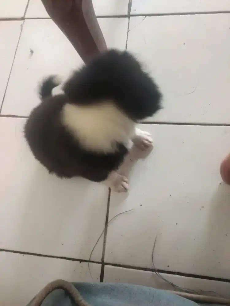 Anak anjing border collie
