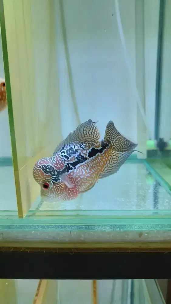 Louhan lohan Kamfa F2 ori Thailand