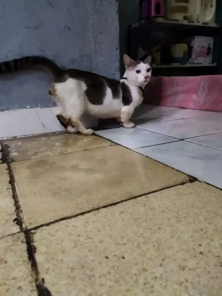 Kucing muckin kaki pendek