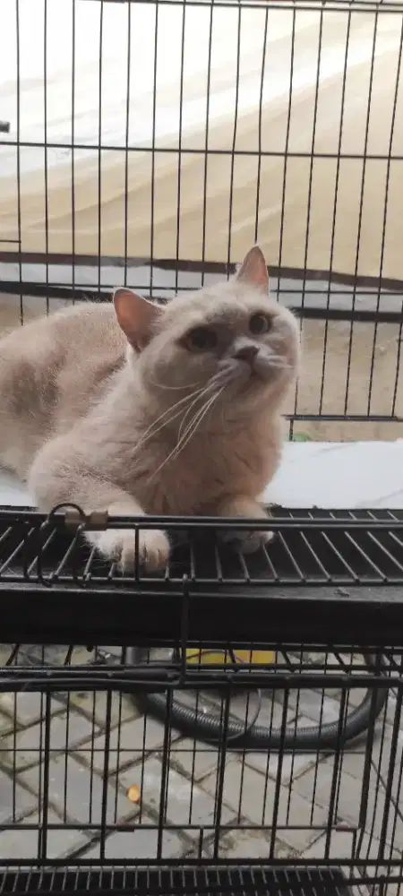 british shorthair bsh lilac double ped ica wcf 3 thn betina proven