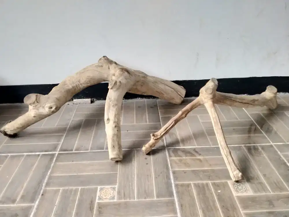 KAYU TANGKRINGAN IGUANA