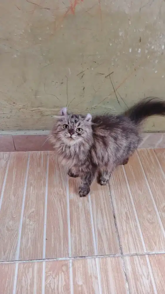 Calon pejantan, American Curl