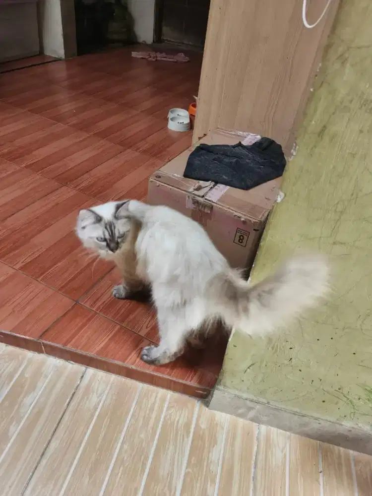 Calon pejantan, Himalaya NS