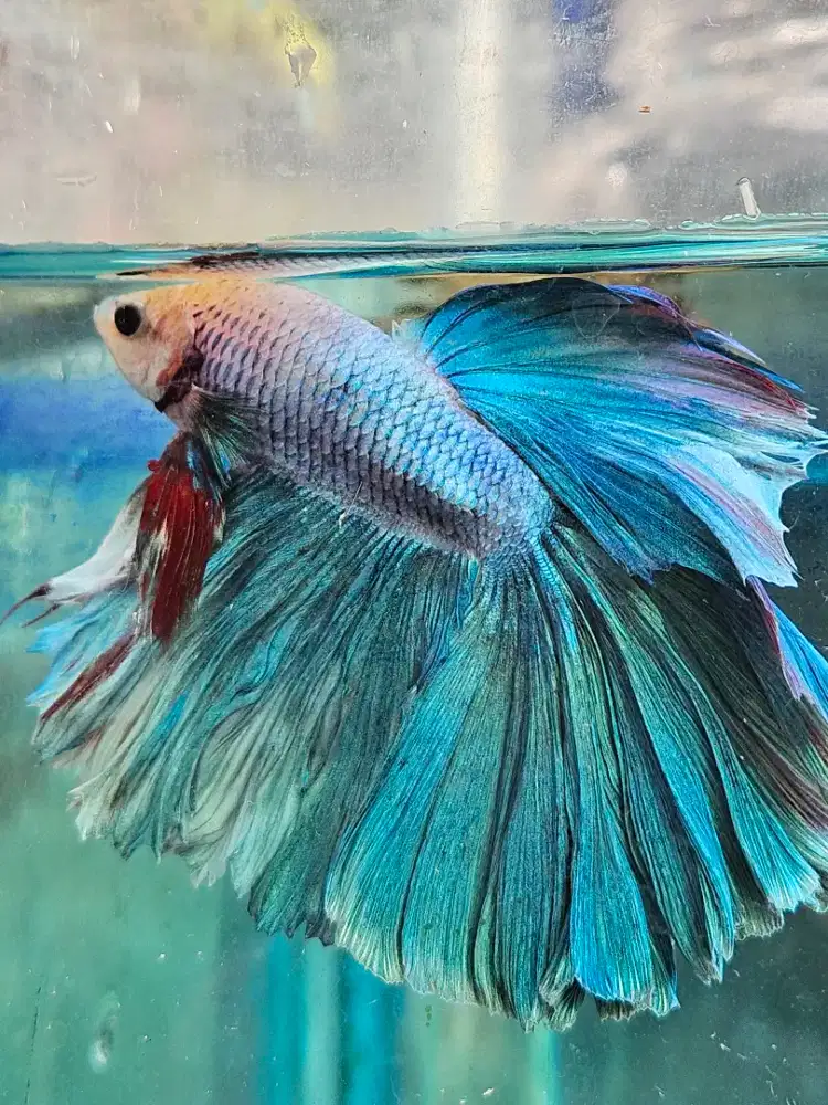 Cupang Hias (Plakat, Halfmoon, dan Crowntai)