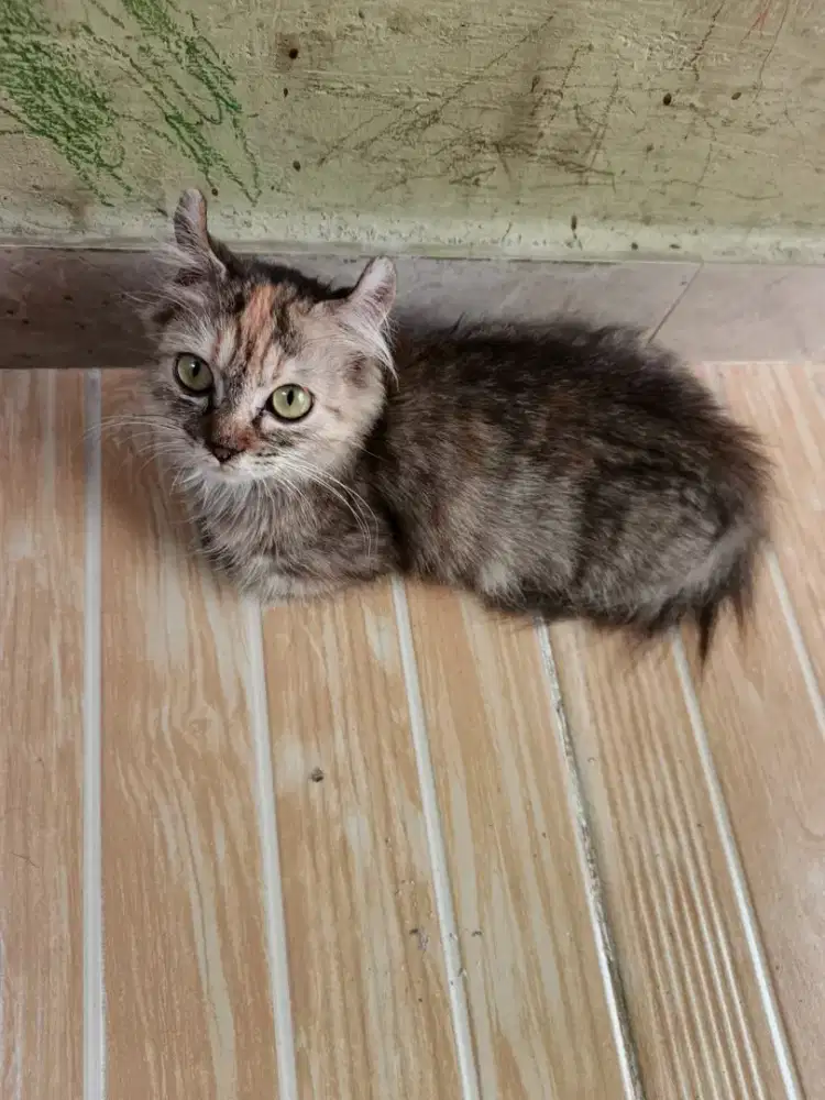 Kucing, Munchkin kinkalow, Betina