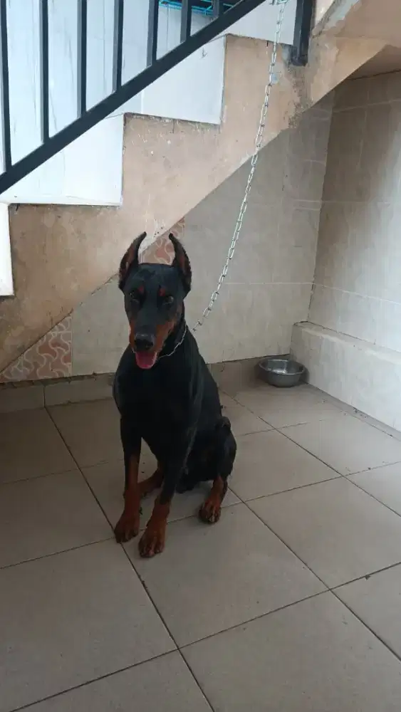 Pacak / kawin anjing Doberman