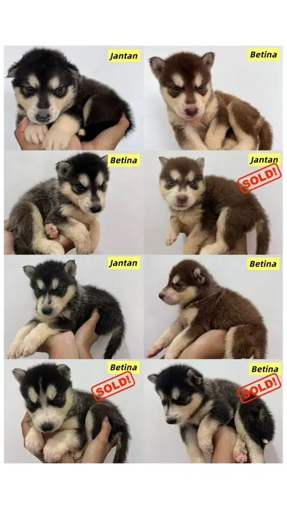 ANAK ANJING HUSKY