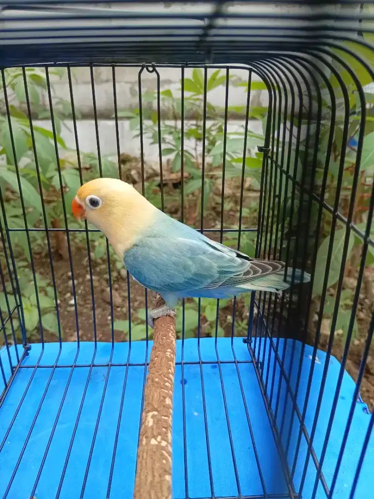 Lovebird Biola PB Blue Remaja.