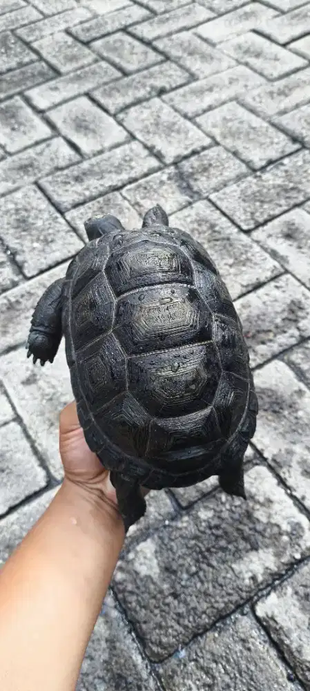 Aldabra wc size 17cm fix, mulus.