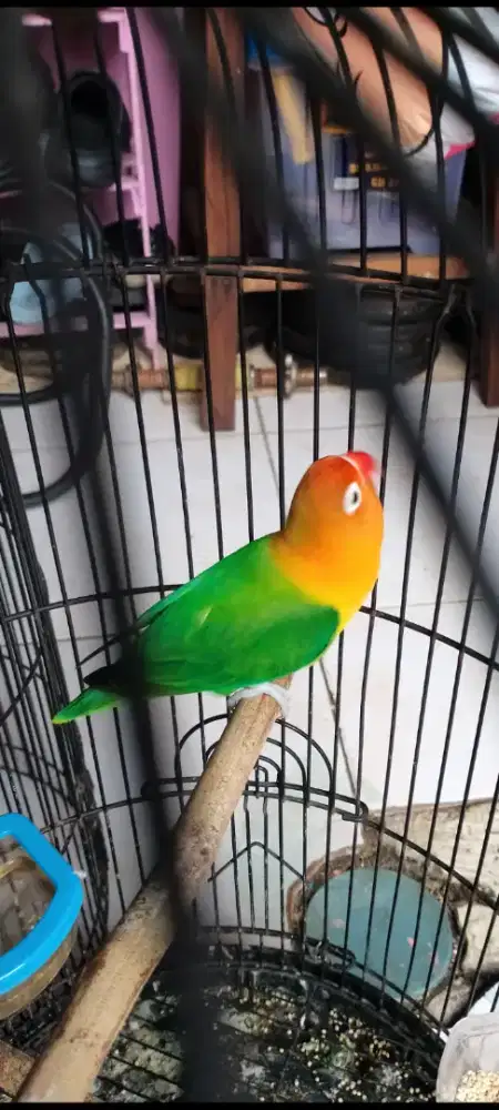 Lb biaola green 4kandang bulat