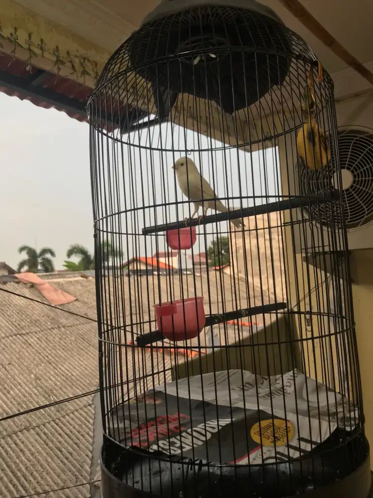 KENARI BURJA AF PUTIH RAJIN