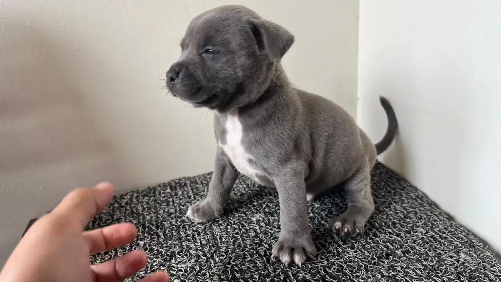 American Bully Puppies