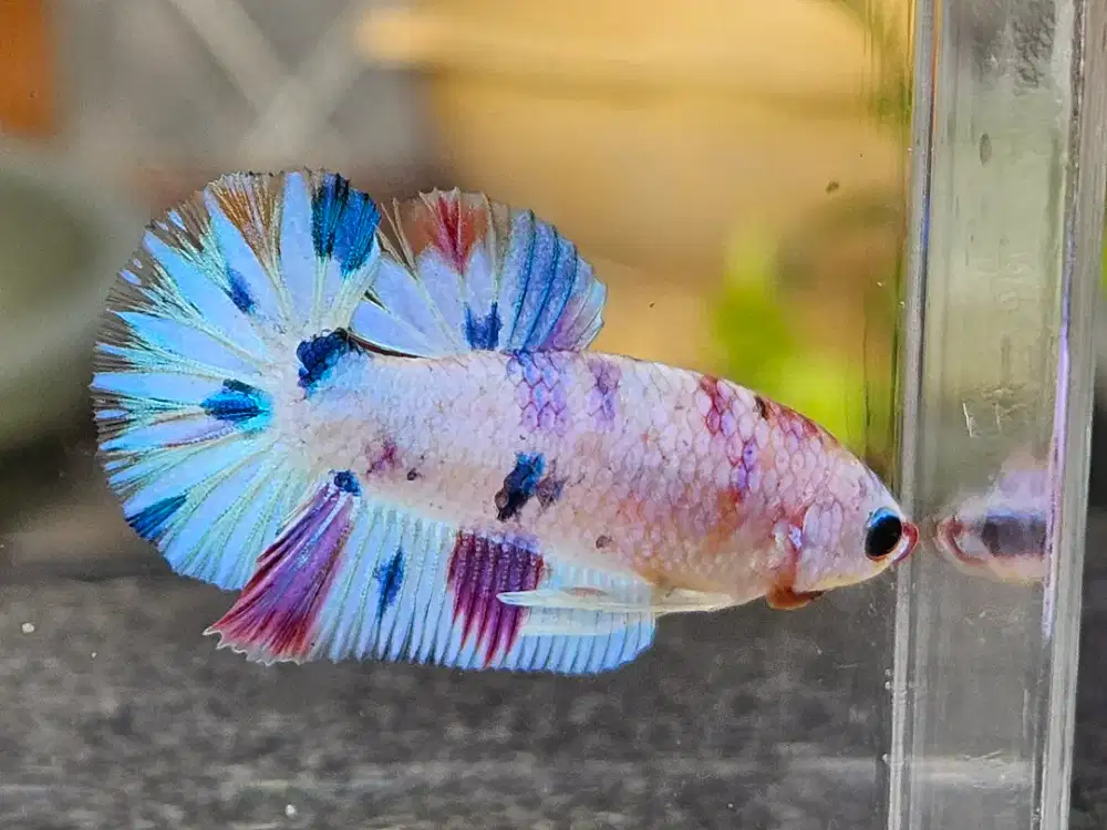 Cupang Plakat Multicolor