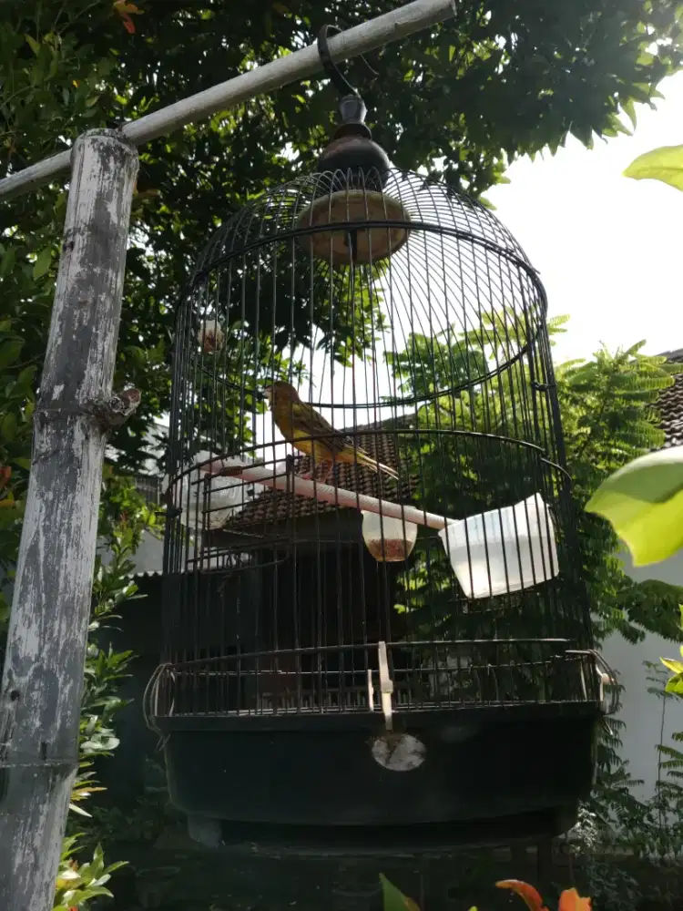 Jual kenari ngiriwik kasar pantau langsung kaki abis digigit nyamuk