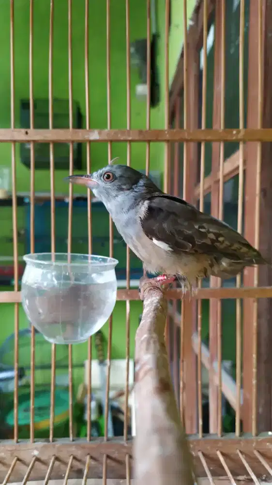 Burung Kedasih kelabu