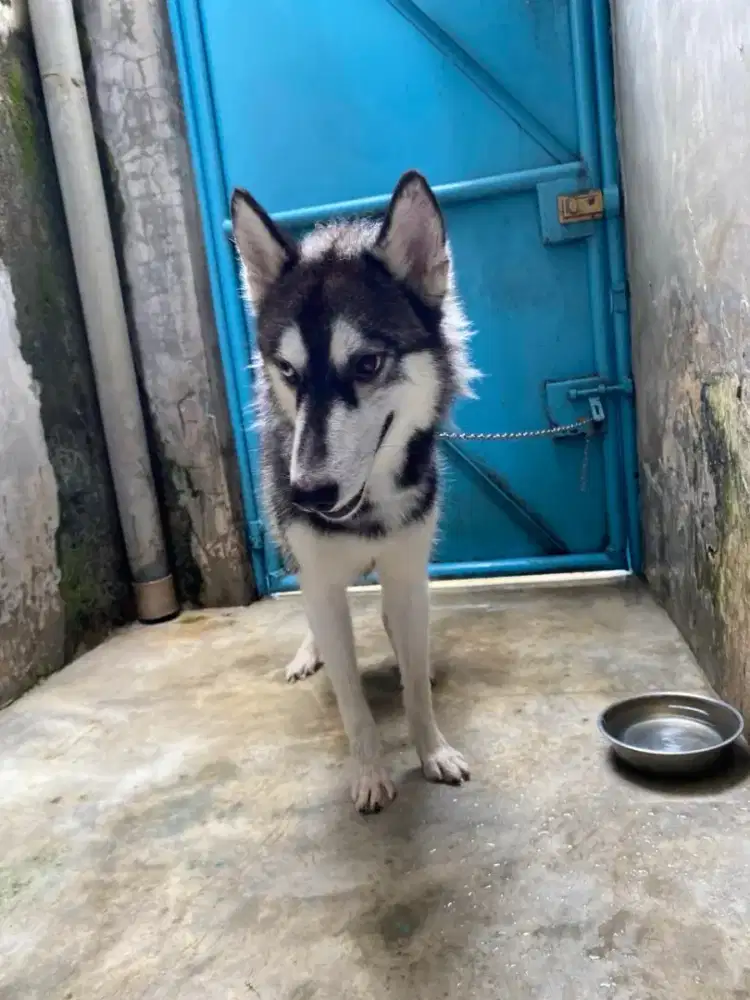Anjing Husky jantan
