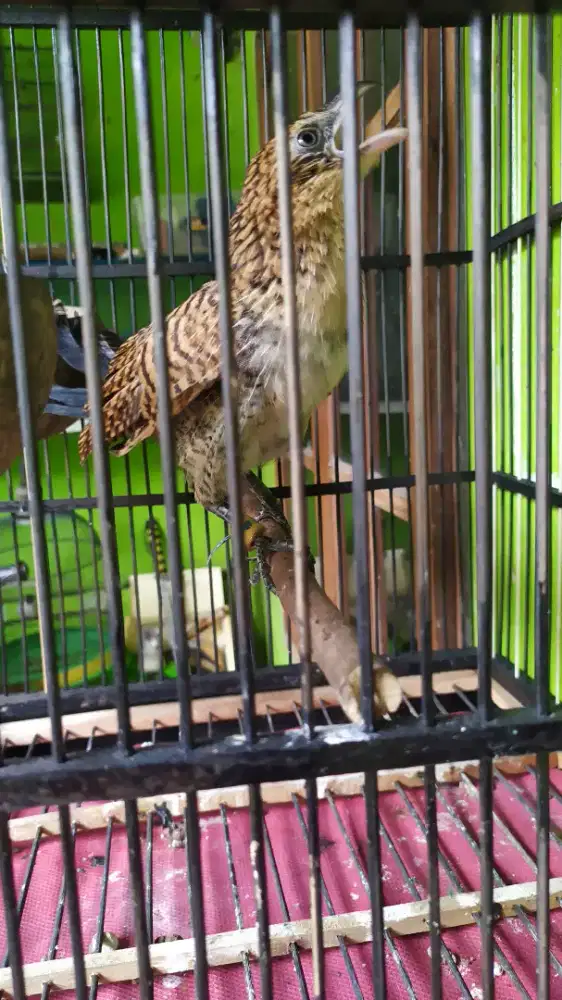 Burung bu but alang jantan