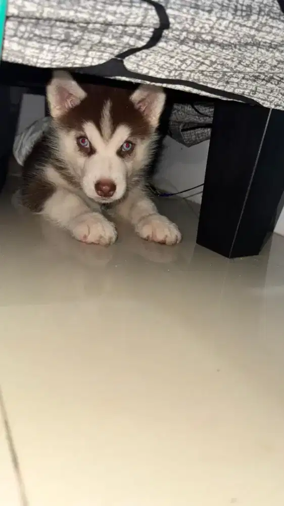 Anak siberian husky/huski
