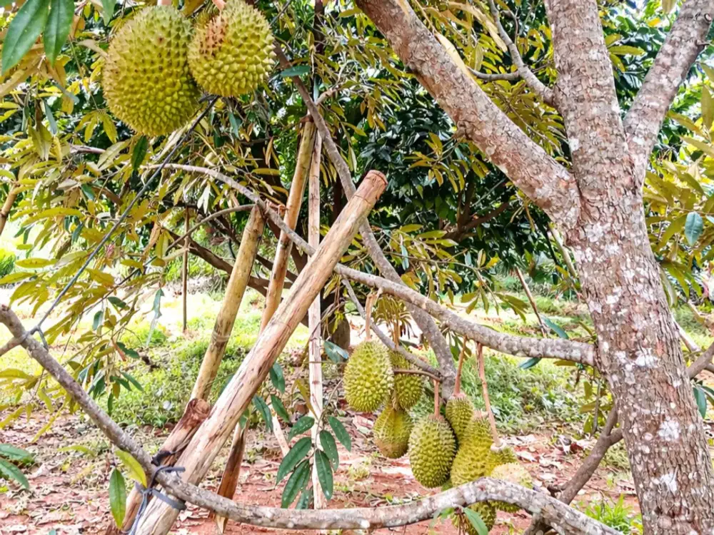 Tanah Kebun Buah Siap Panen 1000m² Desa Wisata Mojogedang