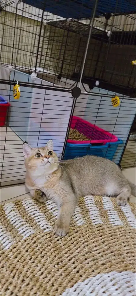 kucing BSH | Scottish Straight Jantan Buled