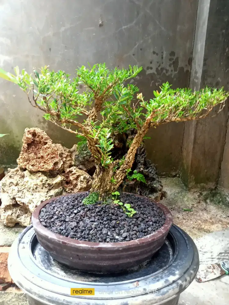 Bonsai Boxus small