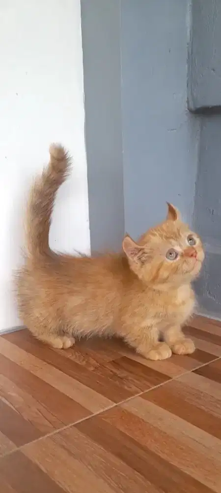 Kitten munckhin Kinkalow