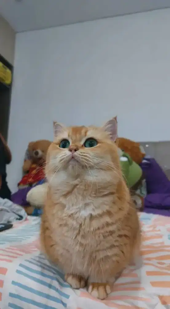 Bsh munckhin golden import cina female 13 bulan