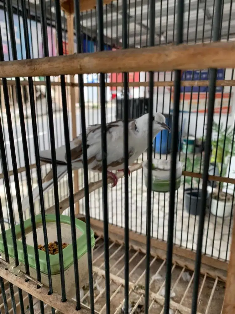 Jual burung puter blorok jantan