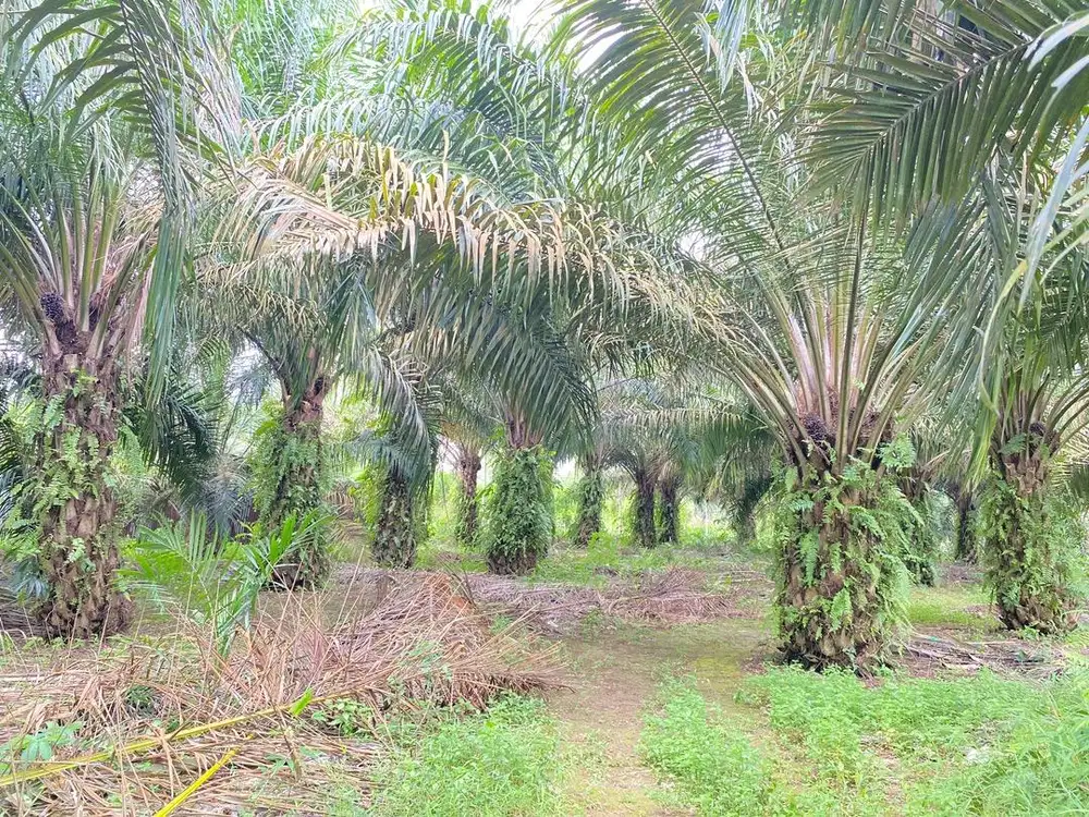 Dijual tanah ladang sawit siap panen