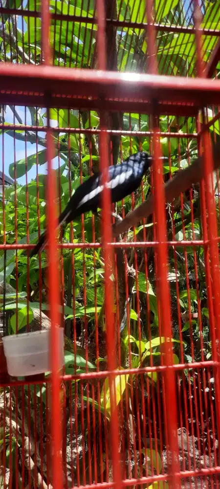 Kacer dada hitam juara fullset