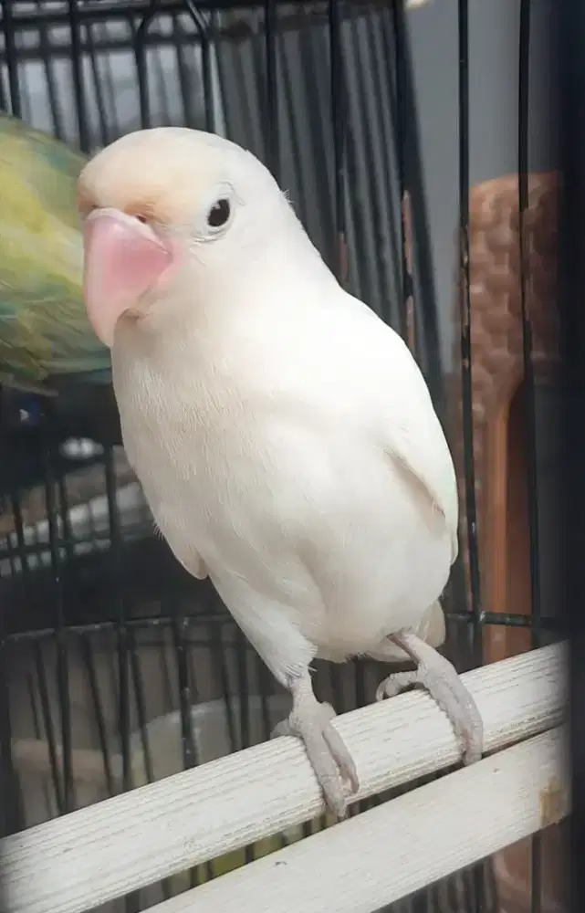 Lovebird Albino Retina Merah Betina Dewasa